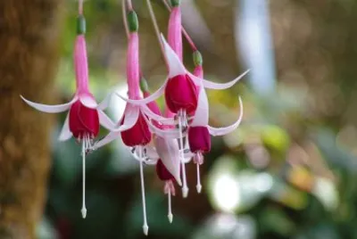 flores