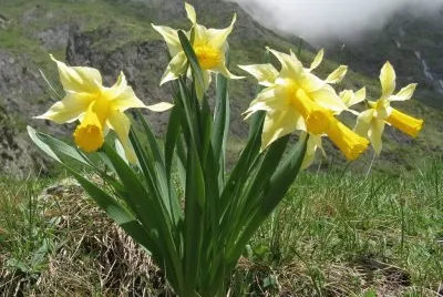 Jonquilles
