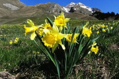 Jonquilles