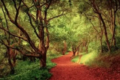 BOSQUE PERUANO jigsaw puzzle