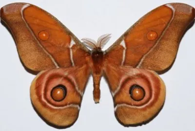 Antherina suraka