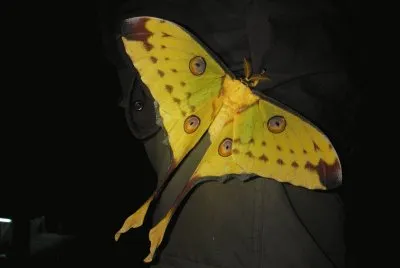 Argema mittrei