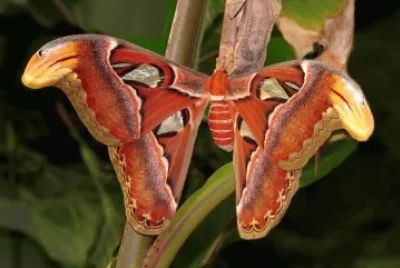 Attacus atlas