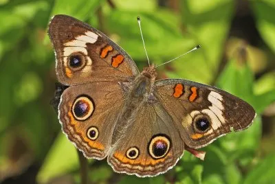 Junonia coenia