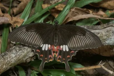 Papilio polytes