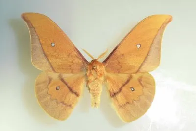 Cricula trifenestrata