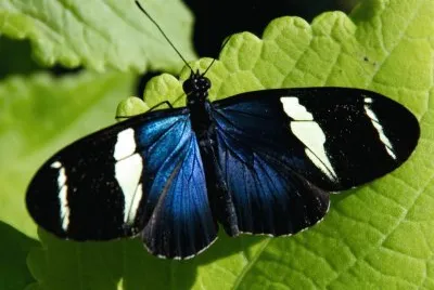 Heliconius sara