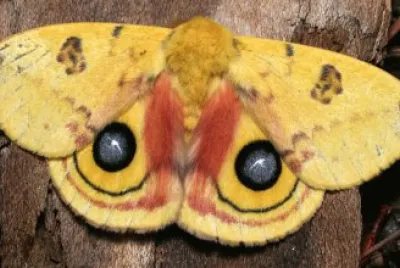 Automeris io