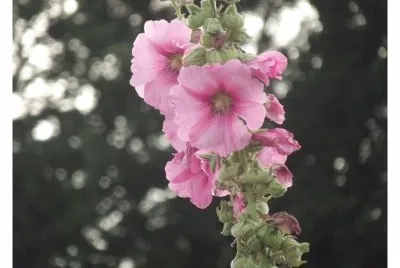 Rose tremiere