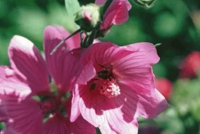 Rose tremiere