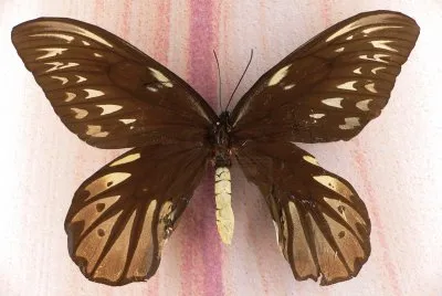 Ornithoptera alexandrae