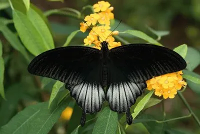 Papilio memnon