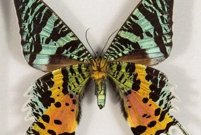 Chrysiridia rhipheus