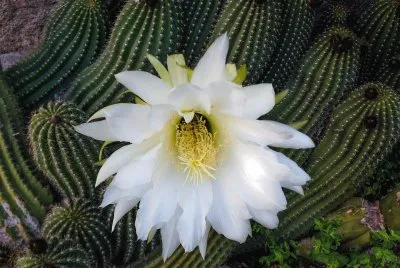Cactus