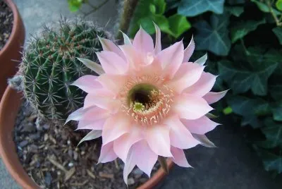 Cactus