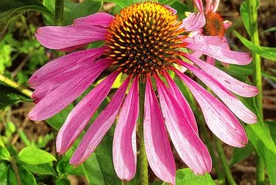 Echinacea