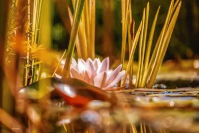 פאזל של Nature