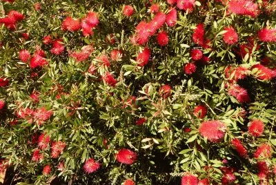 Red flowers
