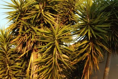 Green palm tree