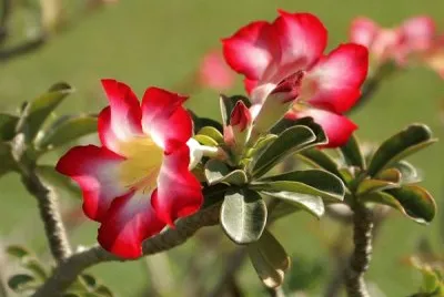 Adenium