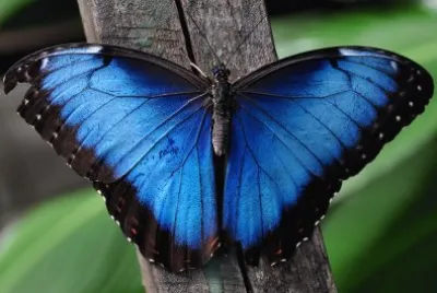 Morfo blu