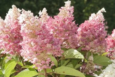 Hydrangea