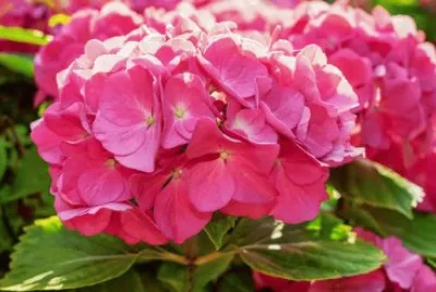Hydrangea