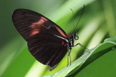 Heliconius melpomene