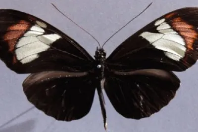 Heliconius heurippa