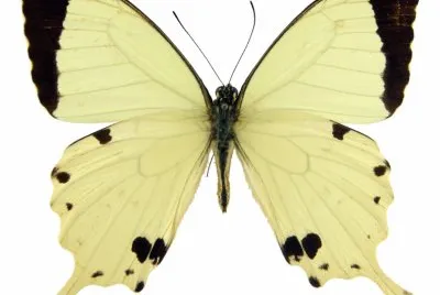 Papilio dardanus