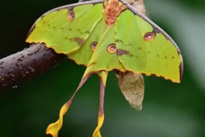 Argema mimosae