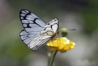 Aporia leucodice