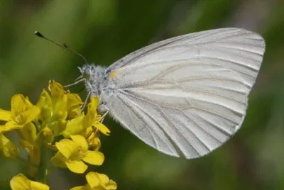 Pieris virginensis
