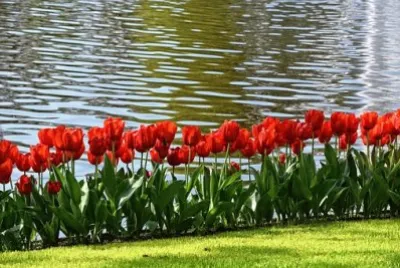 Margem de Tulipas jigsaw puzzle