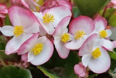 Flor de BegÃ´nia