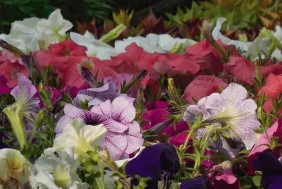 Flor do Ano