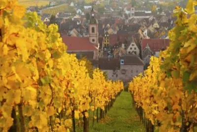 Alsacia y viÃ±edos en otoÃ±o jigsaw puzzle