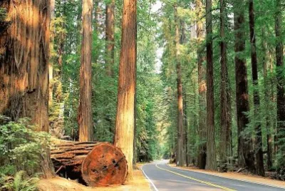 natural jigsaw puzzle