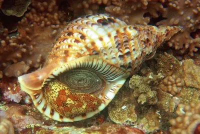 Tritone lucido