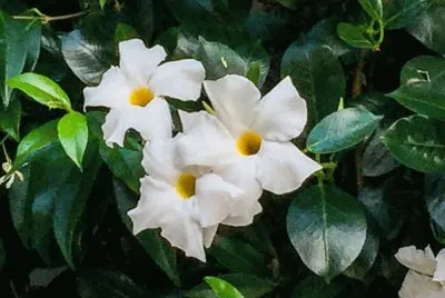 Dipladenia