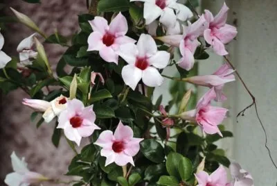 Dipladenia