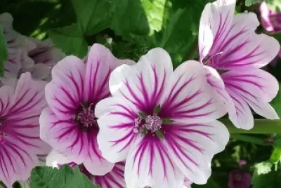 flores