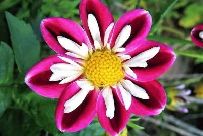 flores