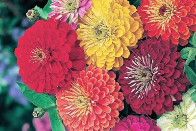 flores