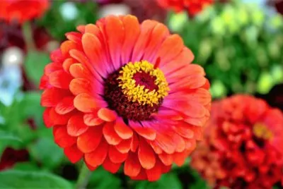 flores