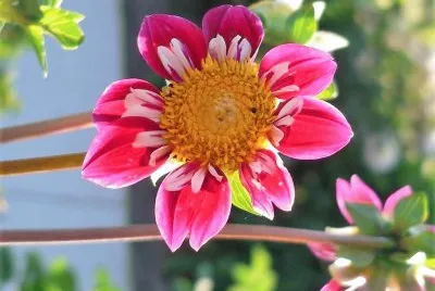 flores