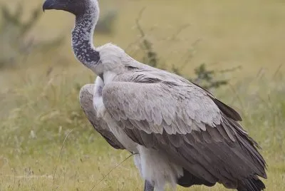 Grifone dorsobianco africano