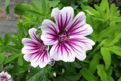 flores