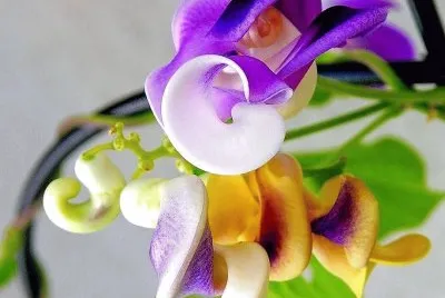 flores