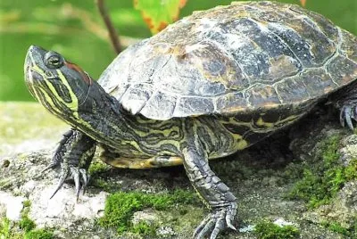 natural jigsaw puzzle